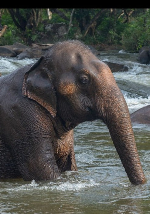 Asian Elephant