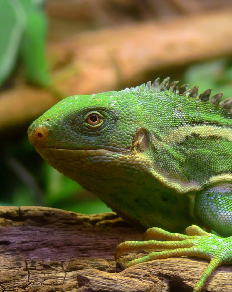 Fiji Crested Iguana