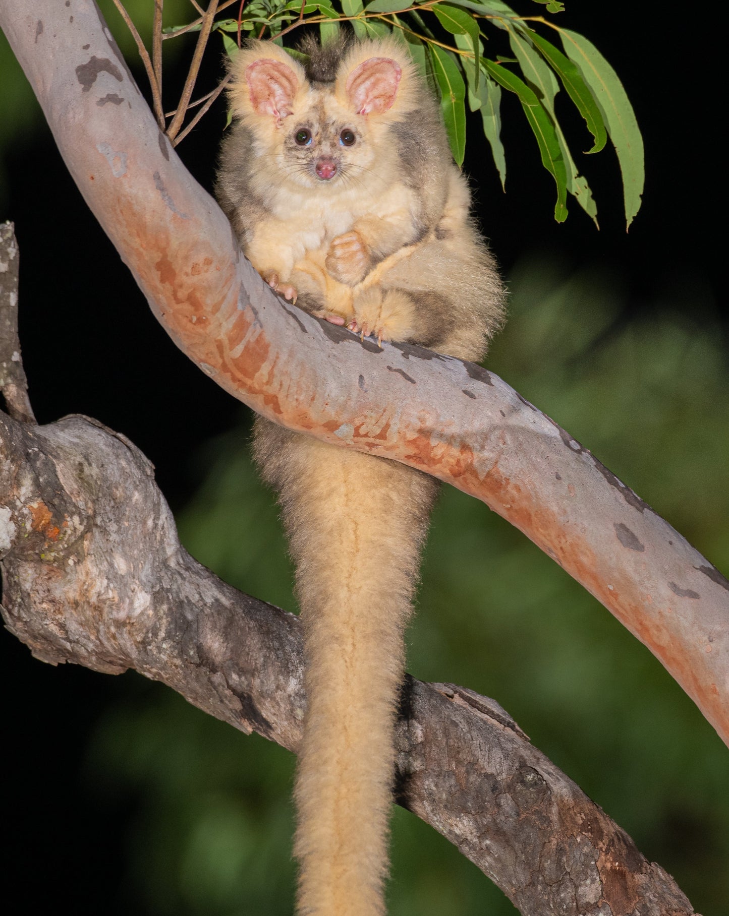 Greater Glider