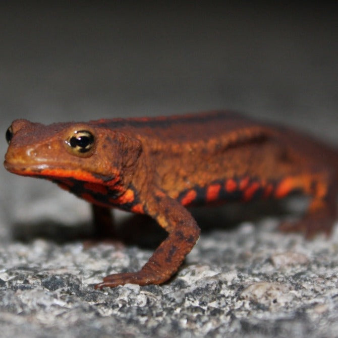 Hong Kong Newt