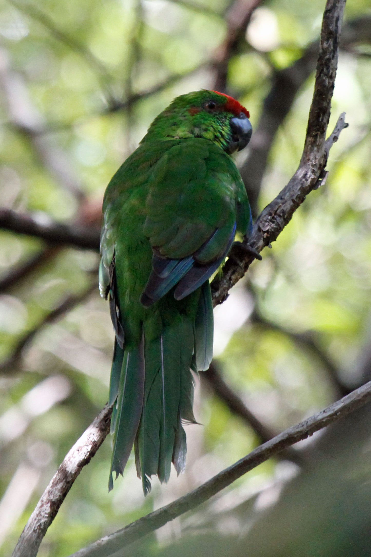 Norfolk Parakeet