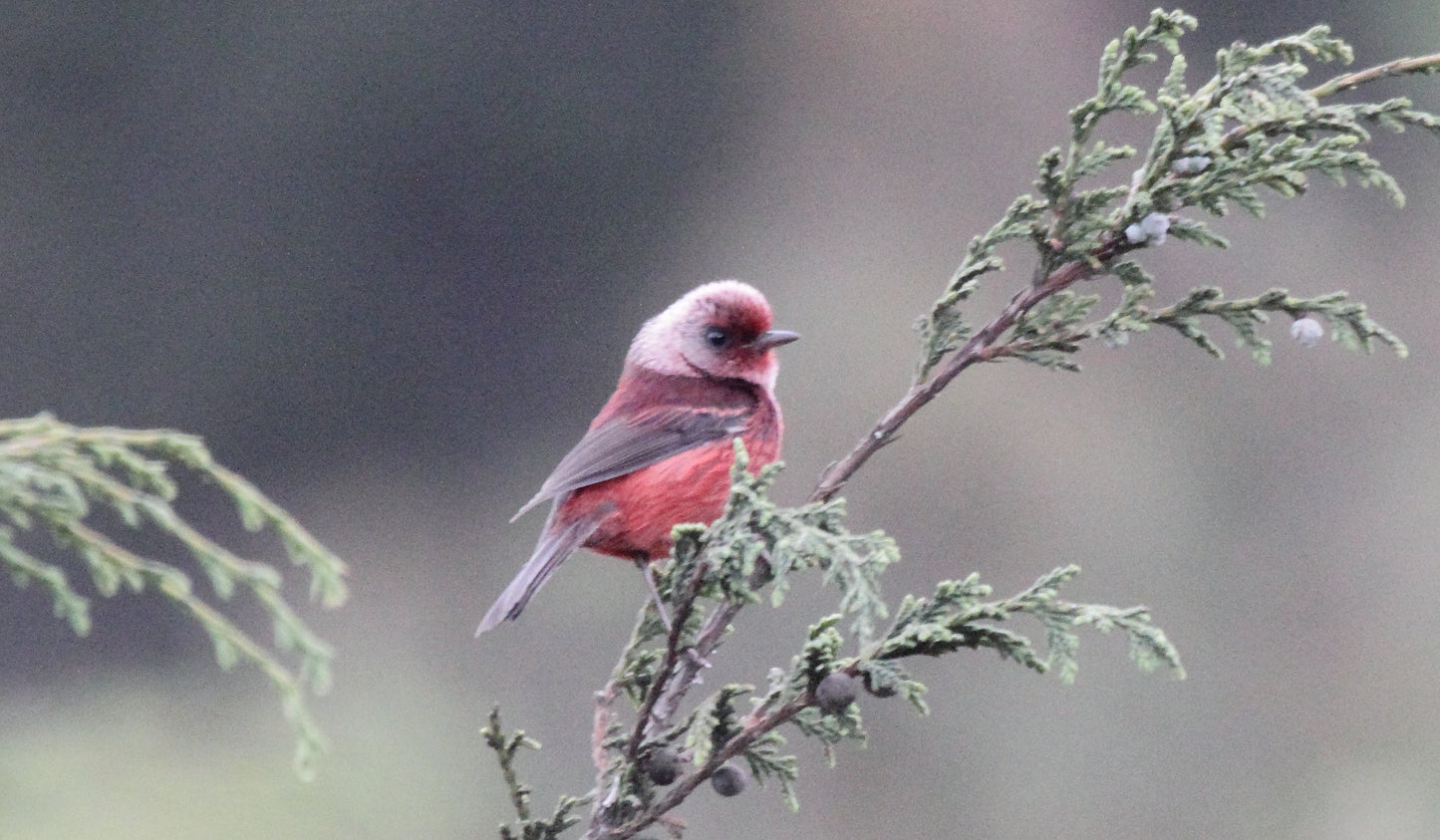 Pink-headed Warbler