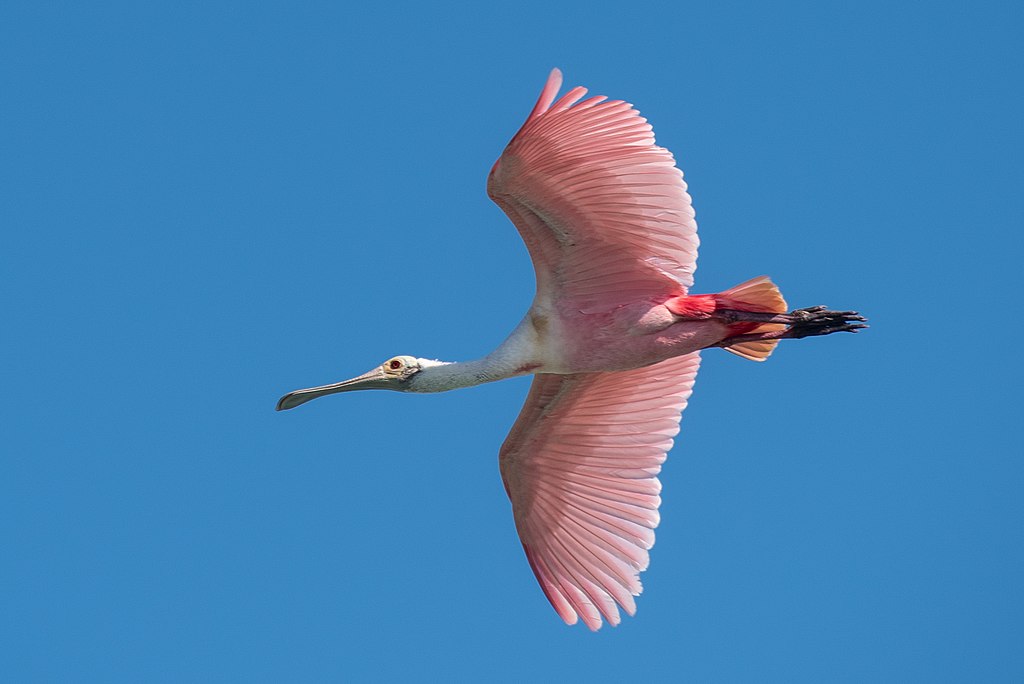 Roseate Spoonbill