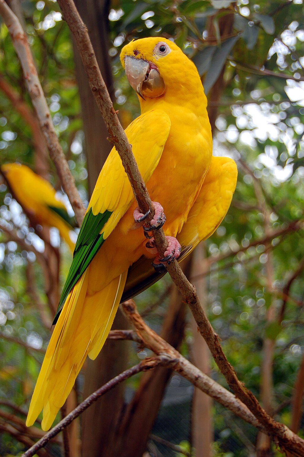 Ararajuba