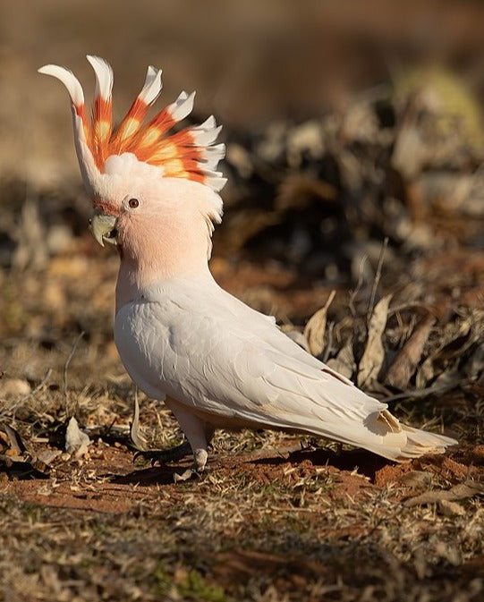 Pink Cockatoo
