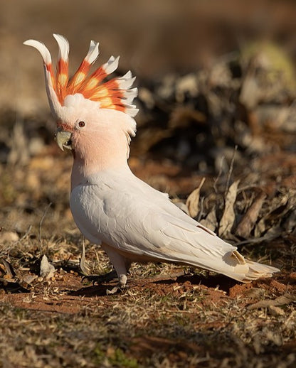 Pink Cockatoo