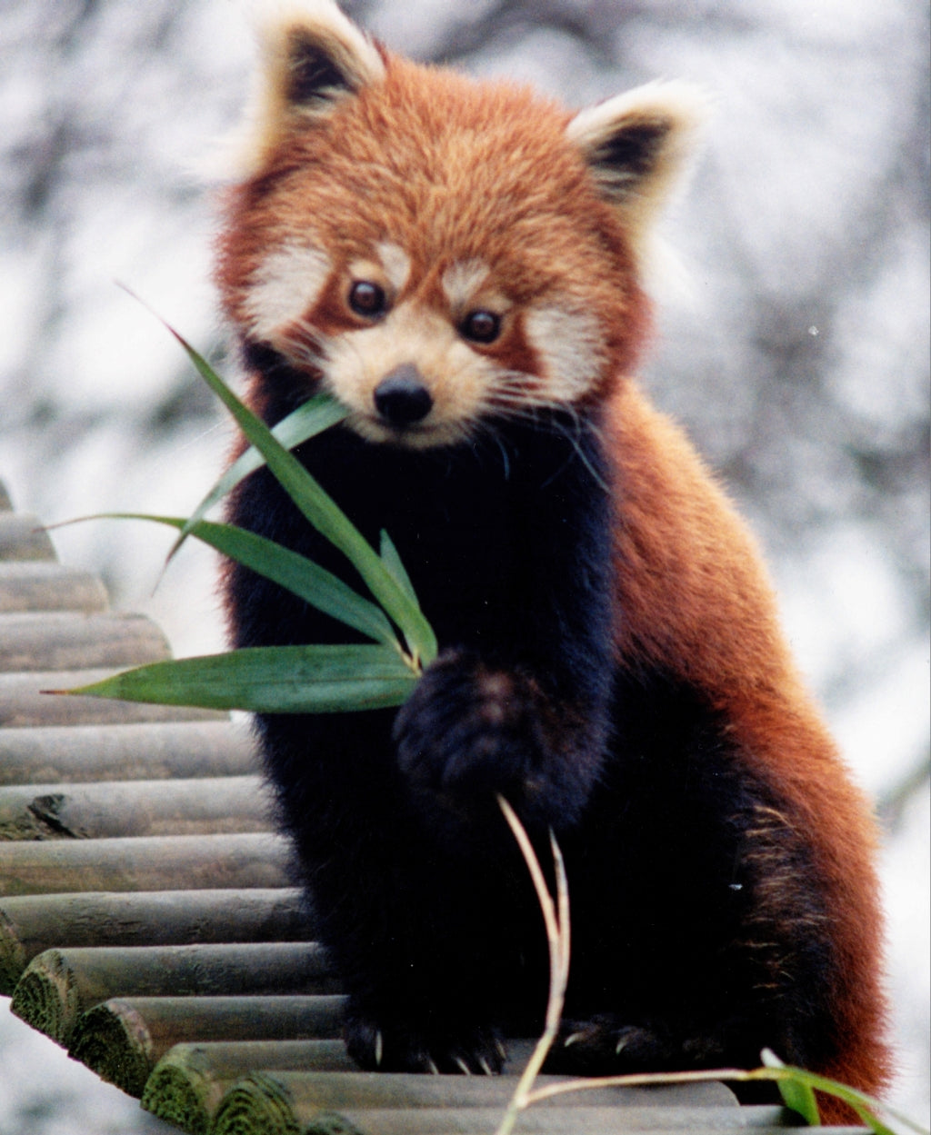 Red Panda X Arctic Fox