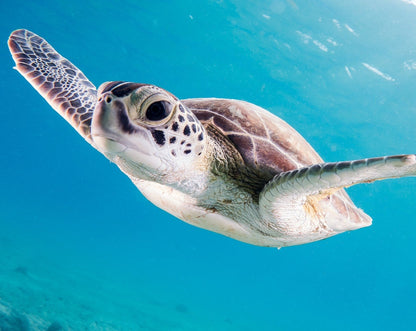 Green Sea Turtle