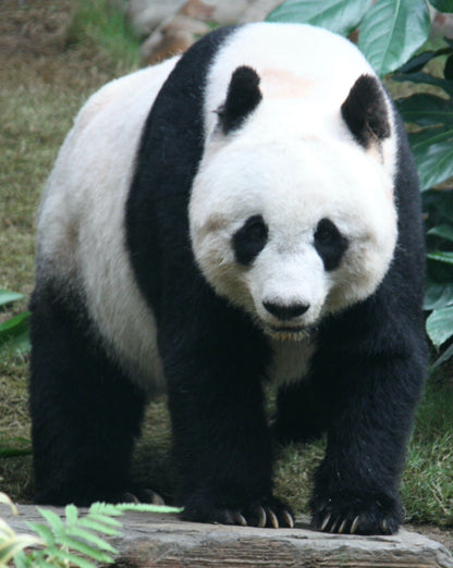 Giant Panda