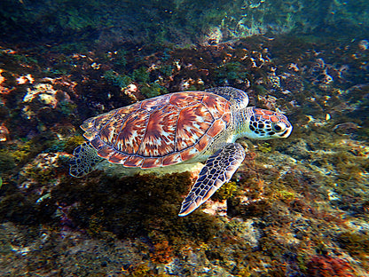 Hawksbill Turtle