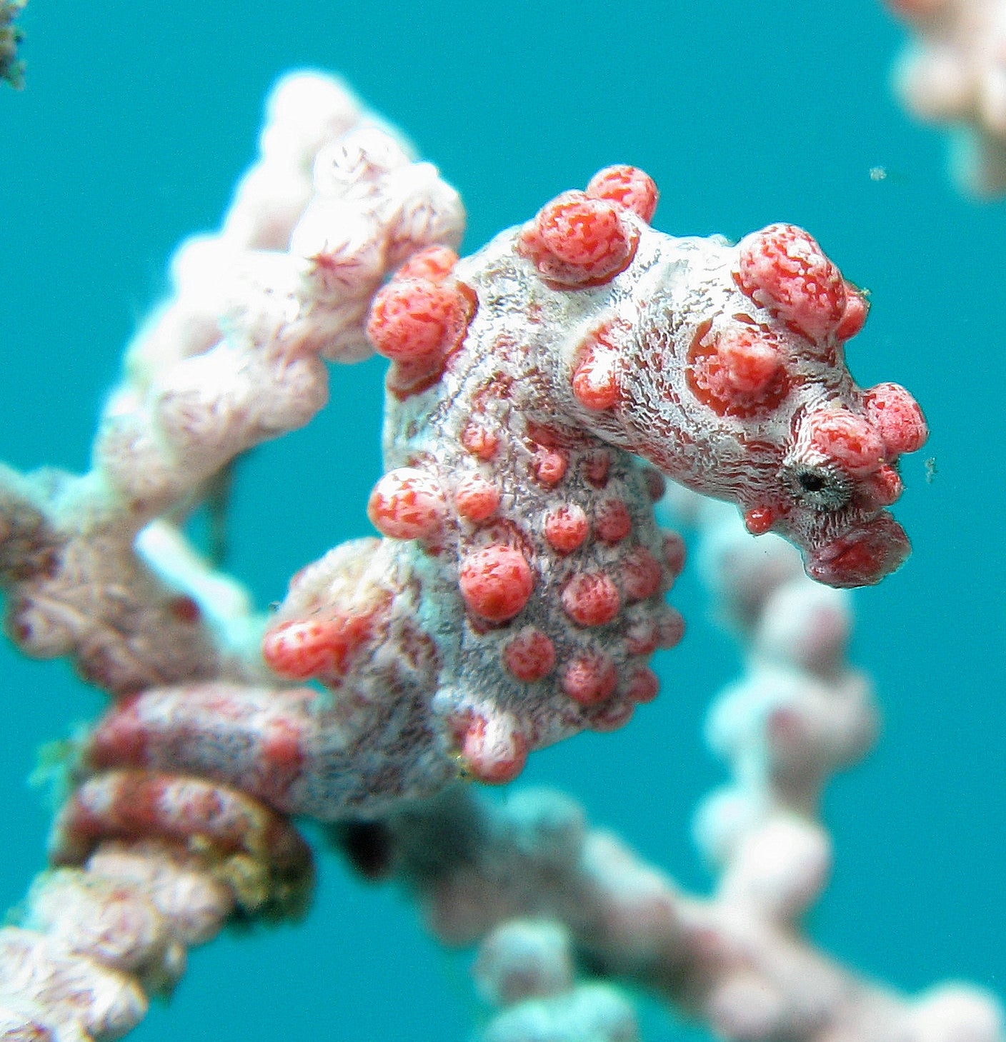 Pygmy Seahorse