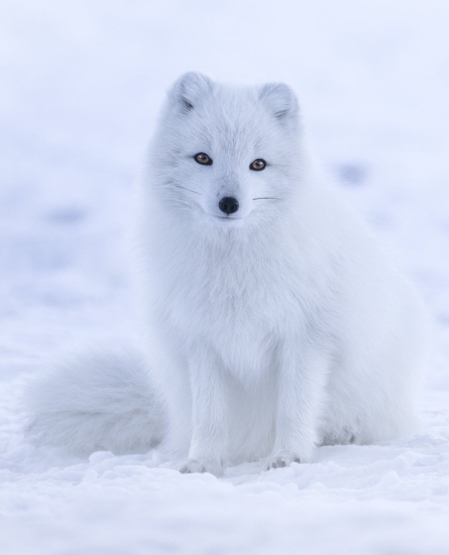 Red Panda X Arctic Fox