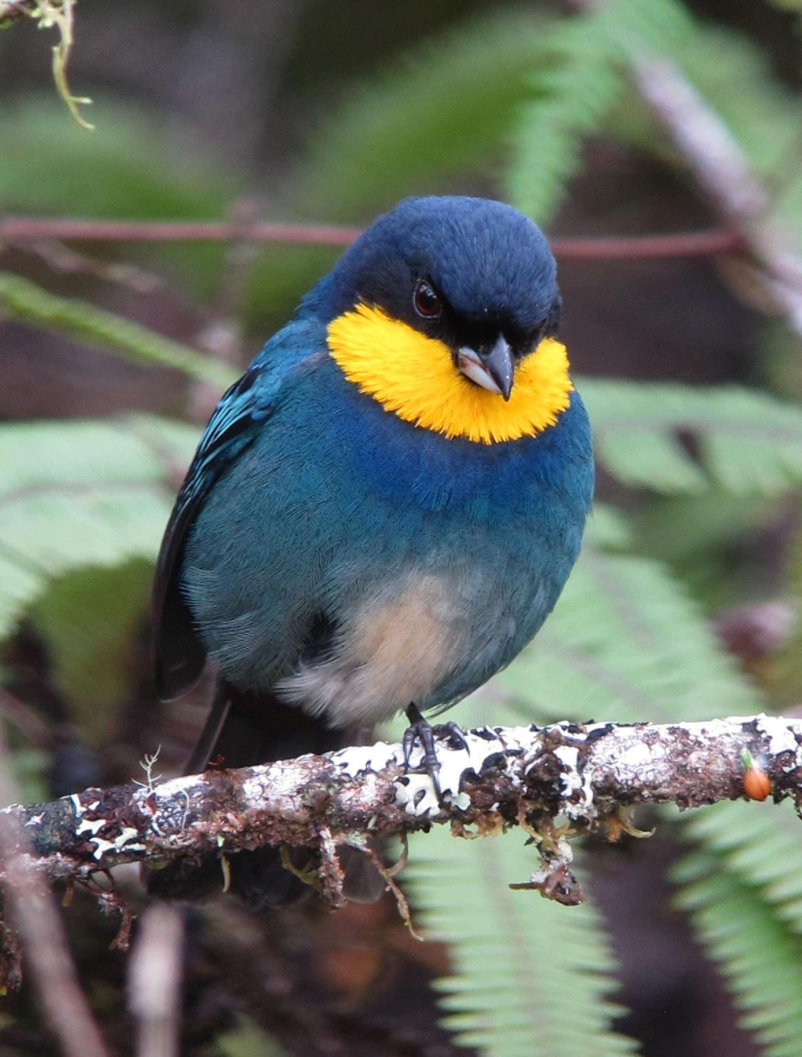 Purplish-mantled Tanager