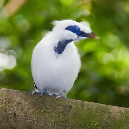 Bali Myna