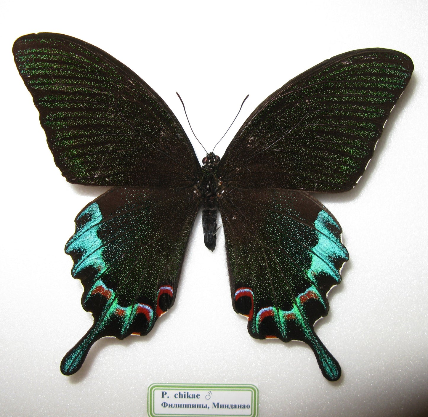 Luzon Peacock Swallowtail