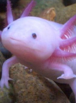 Lover X Axolotls