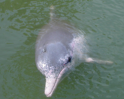 Pink Dolphin