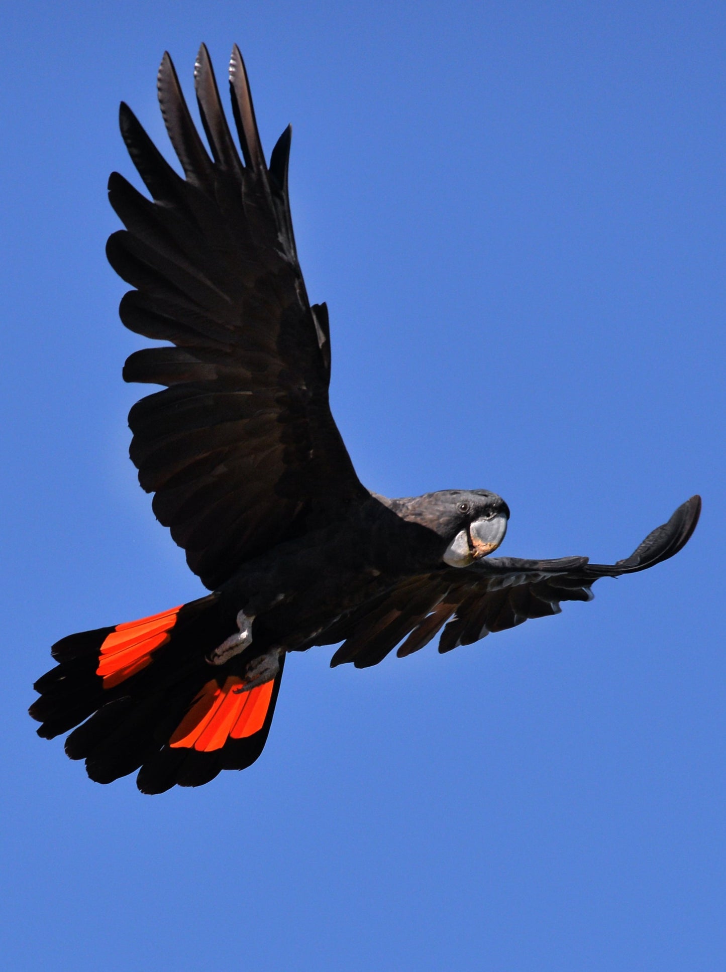 Red X Red-tailed Black-Cockatoo (coastal subspecies)