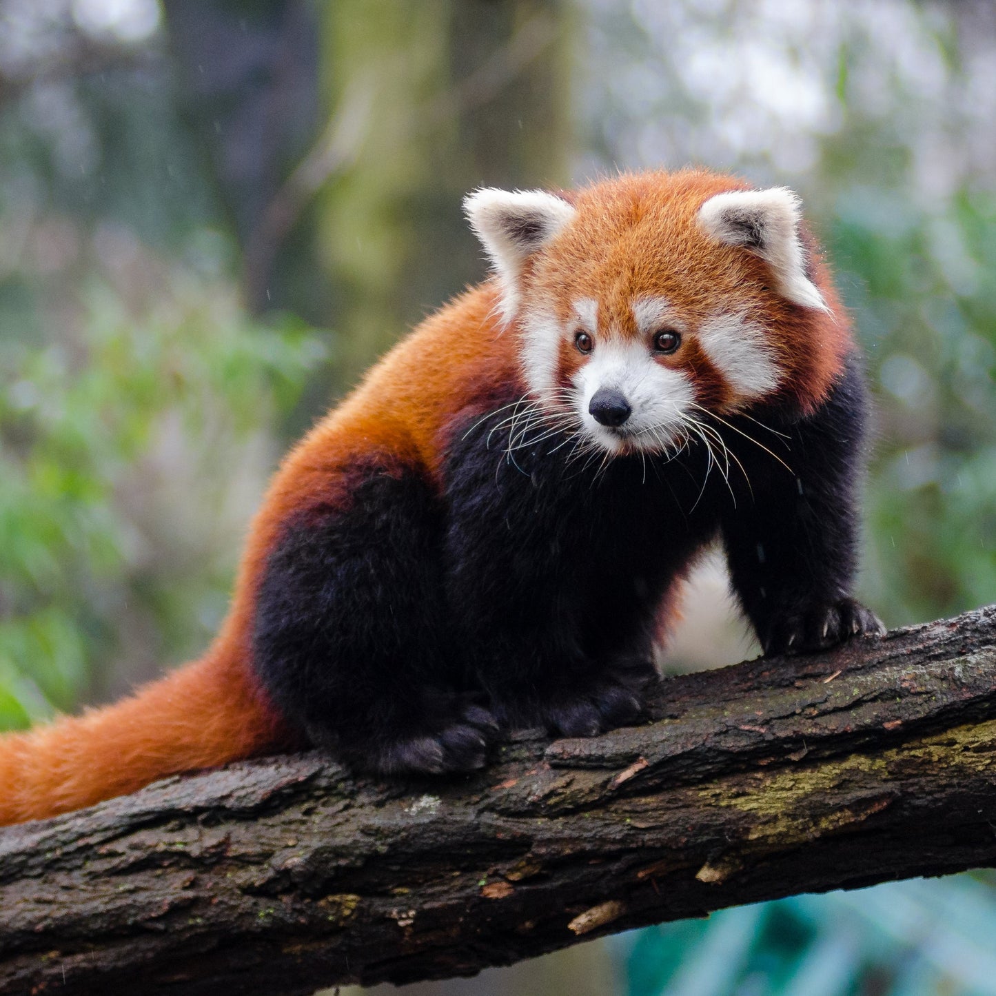 Red Panda