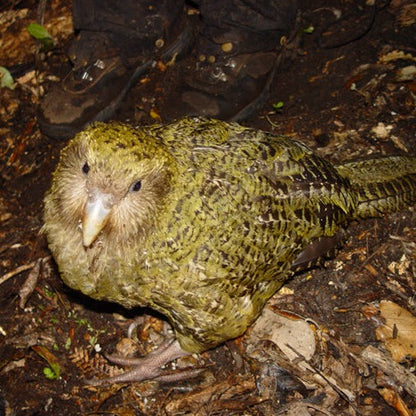 Kākāpō