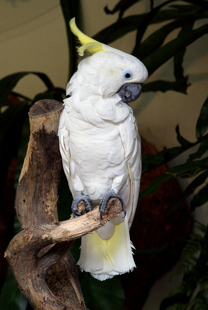Yellow-crested Cockatoo