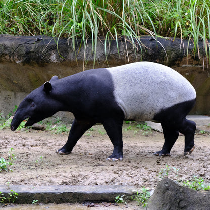 Tapir