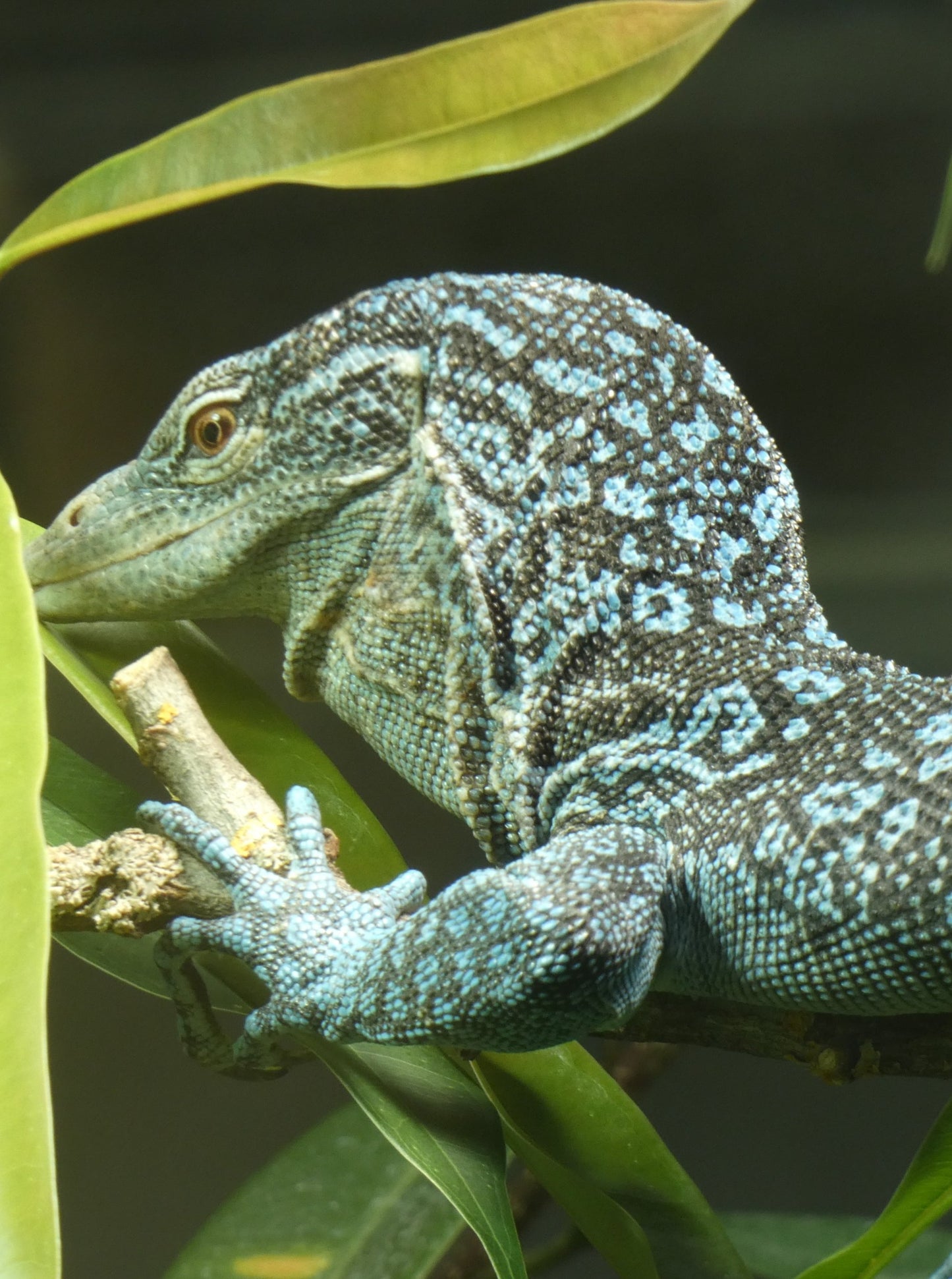 Midnight X Blue Tree Monitor